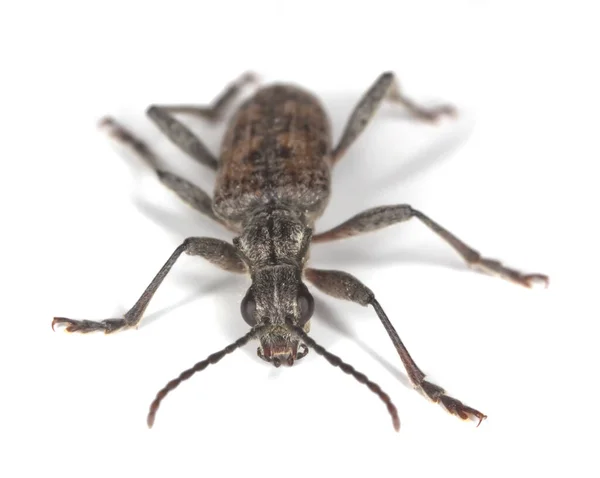 Pyrale Nervurée Rhagium Inquisiteur Isolé Sur Fond Blanc Macro Photo — Photo