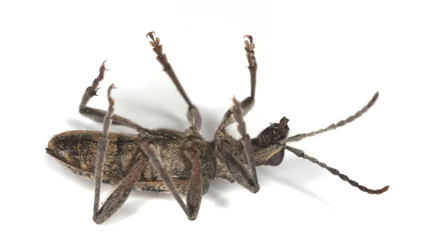 Räfflad Furu Borr Rhagium Inkvisitor Isolerad Vit Bakgrund Makrofoto — Stockfoto