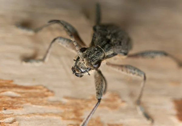 Trivella Pino Costine Inquisitore Rhagium Legno — Foto Stock