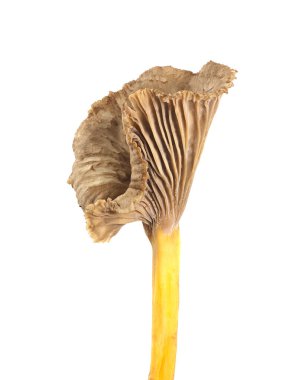 Funnel chanterelle, Cantharellus tubaeform beyaz arkaplanda izole edilmiş.