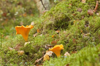 Altın chanterelle, Cantharellus cibarius doğal ortamda yosun arasında büyüyor.