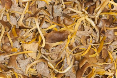 Sonbaharda yarı yarıya huni chanterelle, Cantharellus tubaeforis hasat 