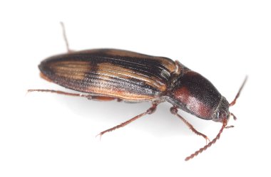 Tıklama böceği, Selatosomus çarmıhı beyaz arkaplanda izole edildi