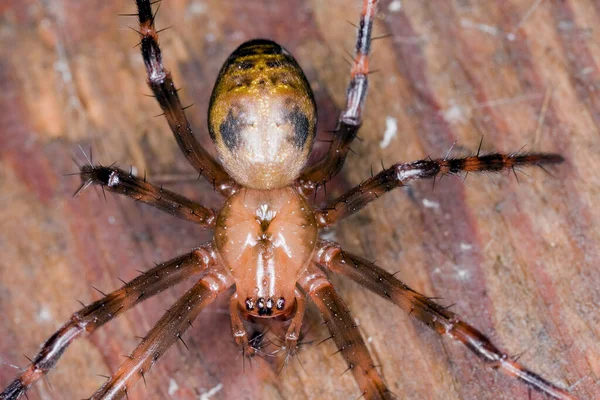 Jaskiniowy Pająk Europejski Meta Menardi Makro Zdjęcie — Zdjęcie stockowe