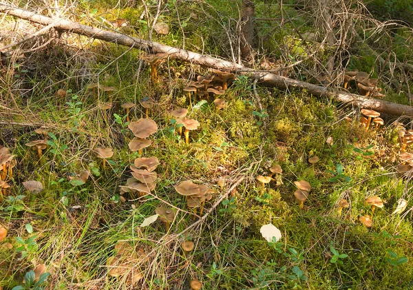 Воронья Лисица Cantharellus Tubaeformis Растет Среди Мха Осенью — стоковое фото