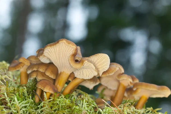 Воронья Лисица Cantharellus Tubaeformis Растет Среди Мха Осенью — стоковое фото