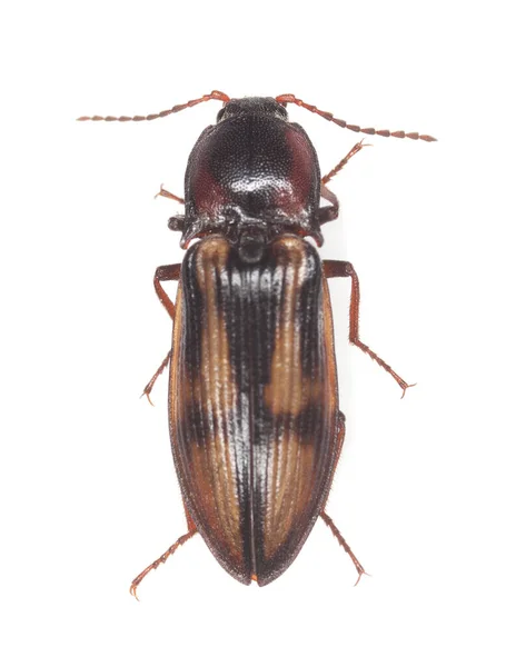 Haga Clic Escarabajo Selatosomus Cruciatus Aislado Sobre Fondo Blanco — Foto de Stock