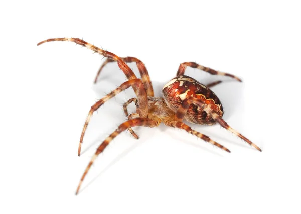 Europeisk Trädgård Spindel Araneus Diadematus Isolerad Vit Bakgrund — Stockfoto