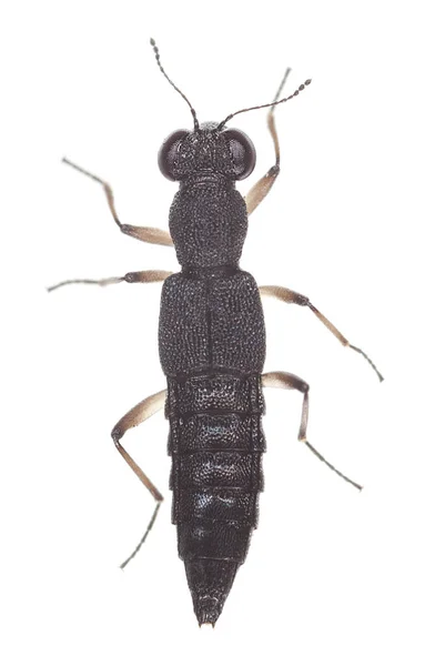Rove Beetle Isoliert Auf Weißem Hintergrund — Stockfoto