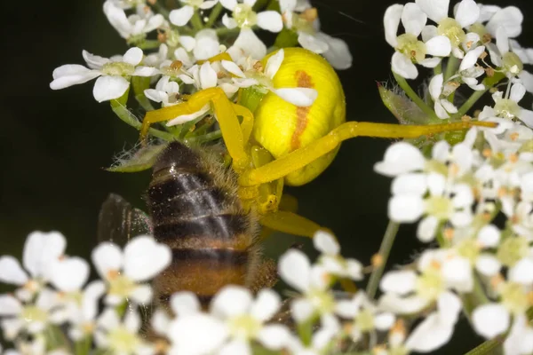 Araña Cangrejo Cangrejo Hembra Misumena Vatia Alimentándose Abeja Hney Capturada — Foto de Stock