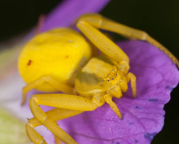 Female Goldenrod Crab Spider Misumena Vatia Flower — Stock Photo, Image