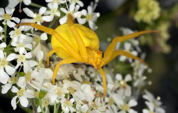 Araña Cangrejo Varilla Oro Hembra Misumena Vatia Flor — Foto de Stock