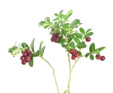 Lingonberry, Aşı viksinyum-idaea bitkisi olgun böğürtlenler ve beyaz arka planda izole çiçekler.