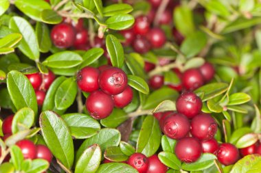 Lingonberries, Aşı vitis-idaea, yakın plan fotoğraf