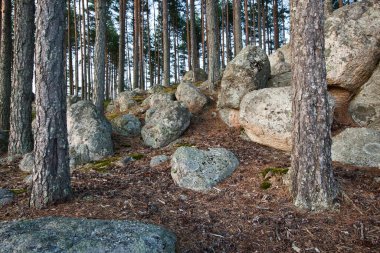 Çam ormanındaki kayalar