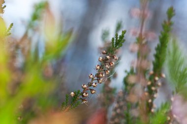 Ortak heather, Calluna vulgaris çiçek açtı.