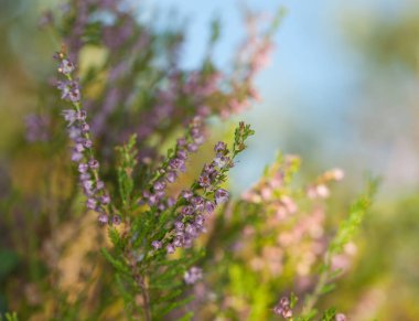 Ortak heather, Calluna vulgaris çiçek açtı.