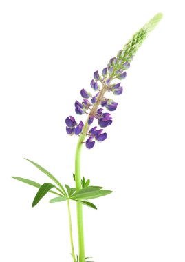 Bloomign lupine beyaz arka planda izole edilmiş, bu bitki istilacı.