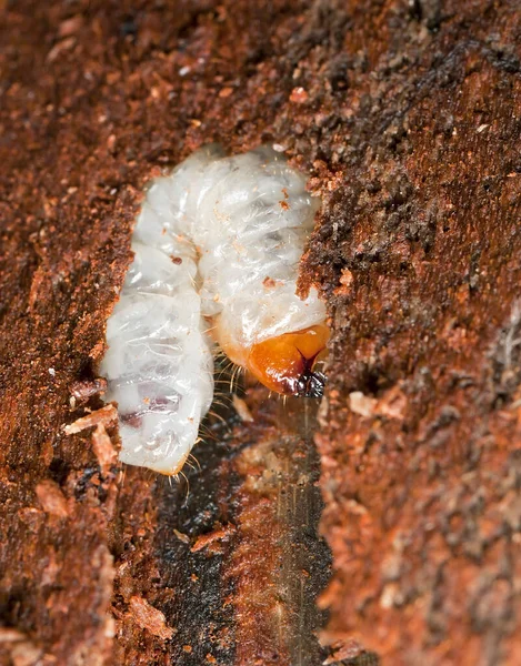 Borkenkäfer Cerambycidae Larve Holz Makroaufnahme — Stockfoto