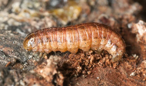 Larva Falena Notturna Macrofoto — Foto Stock