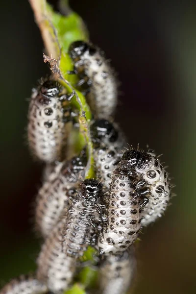 Leaf Beetle Larvae Feeding Leaf Macro Photo — Stock Photo, Image