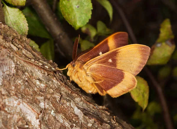 Eicheneiche Lasiocampa Quercus Auf Baum — Stockfoto