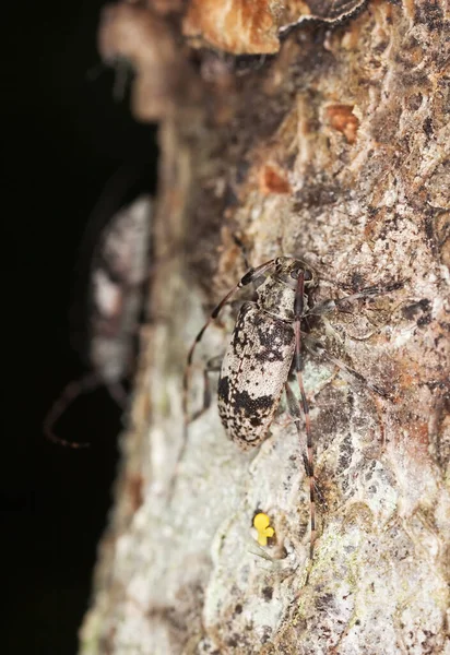 Longhorn Beetle Leiopus Nebulosus Wood — Stock Photo, Image