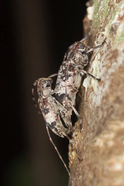 Mating Longhorn Beetles Leiopus Nebulosus Wood Macro Photo — Stock Photo, Image