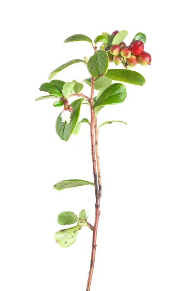 Lingonberry Vaccinium Vitis Idaea Rostlina Nezralými Bobulemi Izolované Bílém Pozadí — Stock fotografie