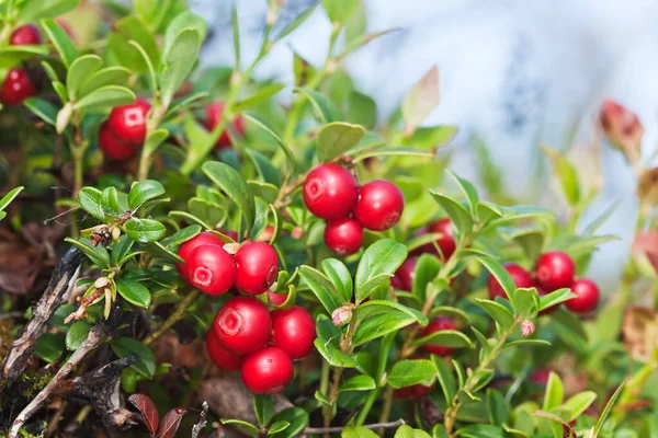 Rijpe Frambozen Vaccinium Vitis Idaea — Stockfoto