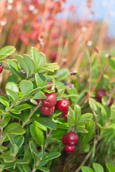 Lingonberries Vaccinium Vitis Idaea Closeup Photo — Stock Photo, Image