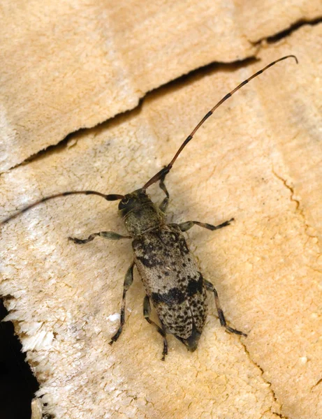 Longhorn Beetle Leiopus Nebulosus Wood Macro Photo — Stock Photo, Image