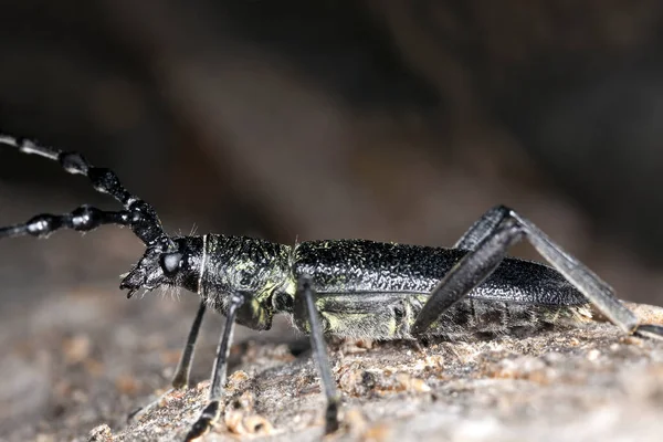 Escarabajo Capricornio Menor Cerambyx Scopolii Sobre Madera — Foto de Stock