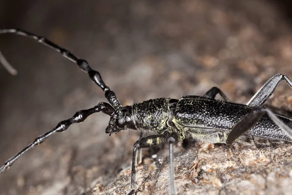 Escarabajo Capricornio Menor Cerambyx Scopolii Sobre Madera — Foto de Stock