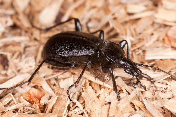 Escarabajo Tierra Cychrus Caraboides Sobre Aserrín —  Fotos de Stock