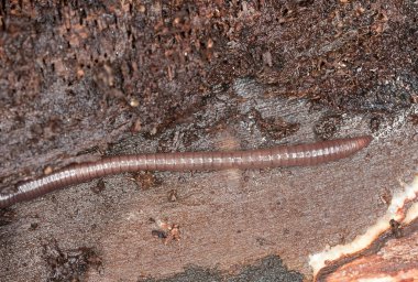 Tahtadaki yağmur solucanı, makro fotoğraf