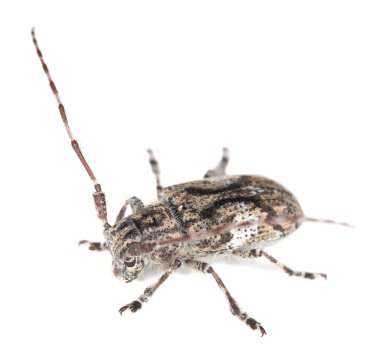 Beyaz bulutlu uzun mısır, Mesosa bulutsusu beyaz arkaplanda izole