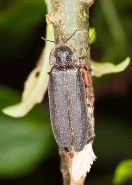 Mannetjesworm Lampyris Noctiluca — Stockfoto