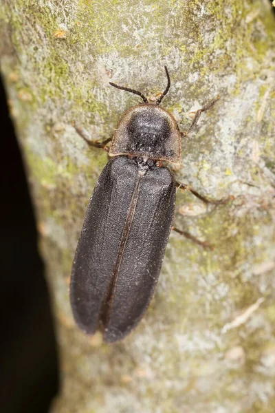 Manlig Vanlig Ljusmask Lampyris Noctiluca — Stockfoto