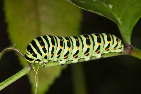 Régi Világ Fecskefarkú Papilio Machaon Lárva Táplálkozás Növény Makró Fotó — Stock Fotó