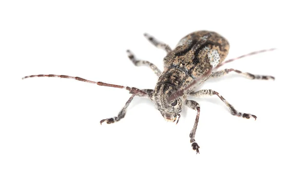 Bílý Zatažený Longicorn Mlhovina Mesosa Izolované Bílém Pozadí — Stock fotografie