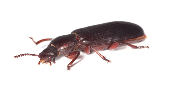 Mealworm Brouk Tenebrio Molitor Izolovaný Bílém Pozadí Makro Foto — Stock fotografie