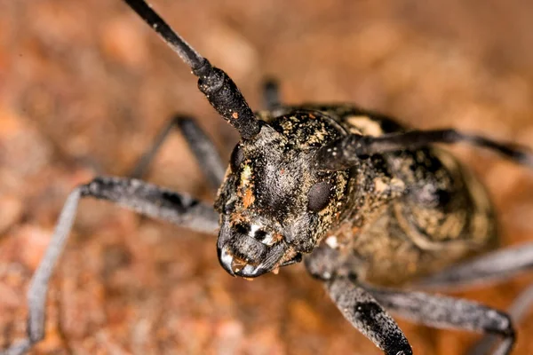 Longhorn Böceği Tahtadaki Monochamus Ustası Makro Fotoğraf — Stok fotoğraf