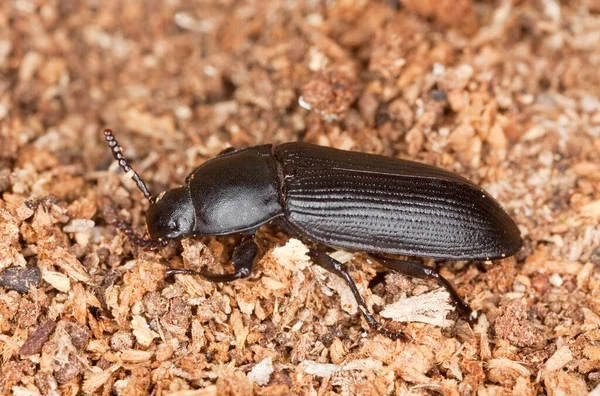 Escarabajo Gusano Harina Tenebrio Molitor Macro Foto —  Fotos de Stock