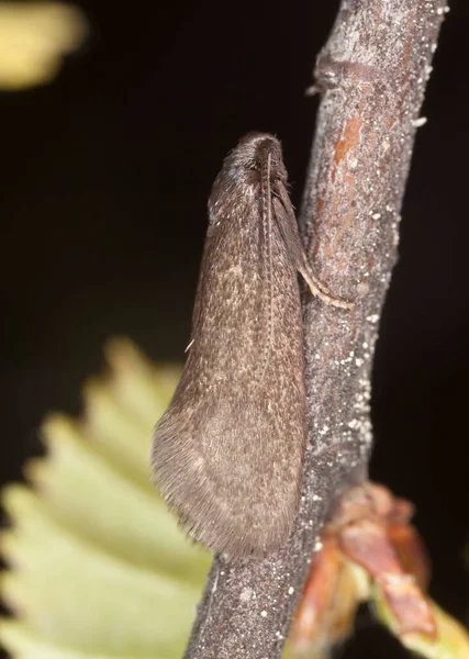 Small Moth Macro Photo — Stock Photo, Image