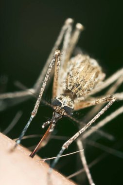 Sivrisinek insan kanı emiyor, makro fotoğraf.