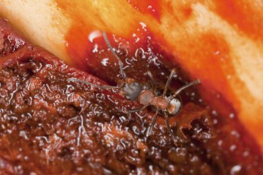 Güney ahşap karınca, bitki özü üzerinde formika rufa. 