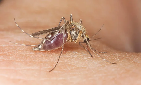 Mosquito Sugando Sangue Humano Foto Macro — Fotografia de Stock