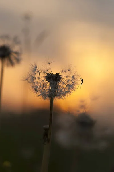 Комарі Відпочиває Перекритій Кульбабі Під Час Заходу Сонця — стокове фото