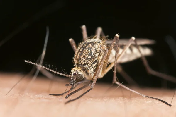 Komar Wysysający Krew Człowieka — Zdjęcie stockowe